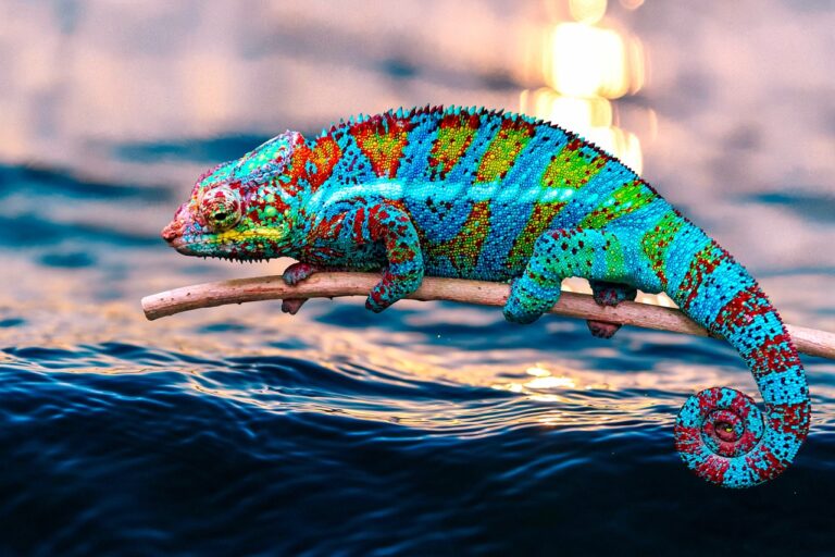 chameleon, animal, sea-6181779.jpg